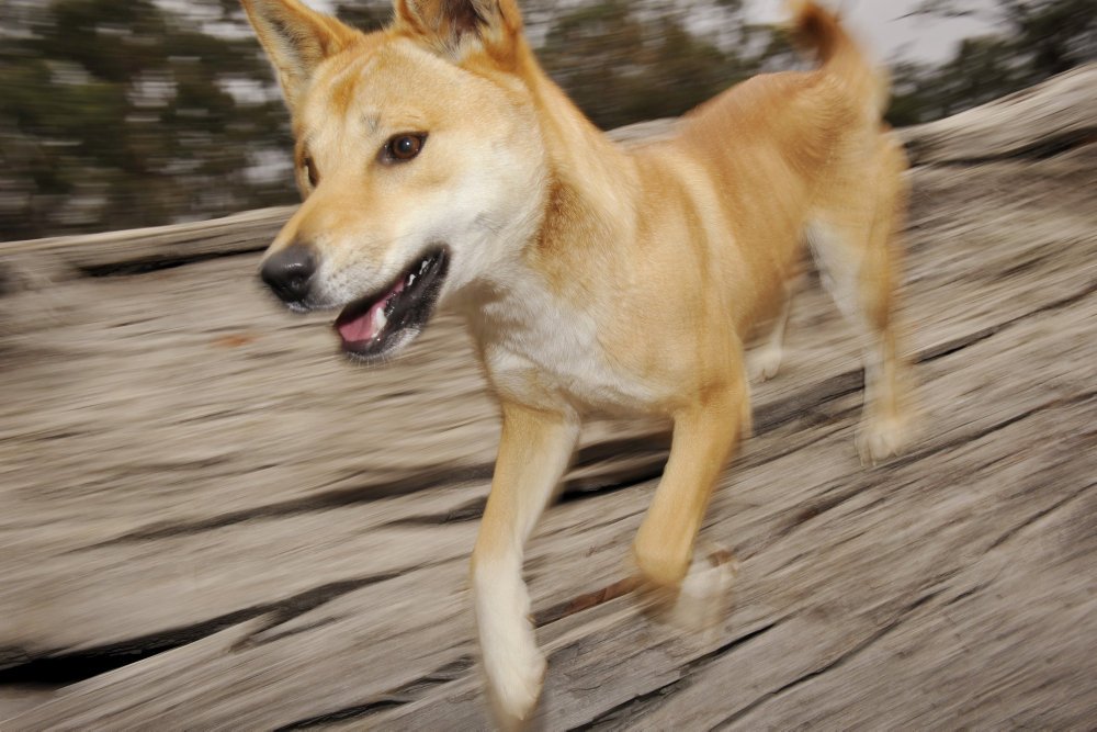 En campingferie udviklede sig dramatisk, da en dingo snuppede en 14 måneder gammel dreng på australsk ferieø.