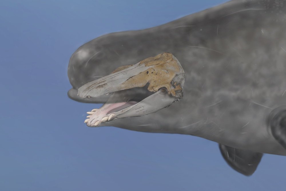 Forskere fra Københavns Universitet har som de første bevist, at en narhval og hvidhval har parret sig.