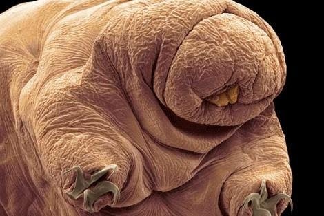 Retsgenetiker fortæller om evolution og diversitet 28. marts i Kildeskovhallen