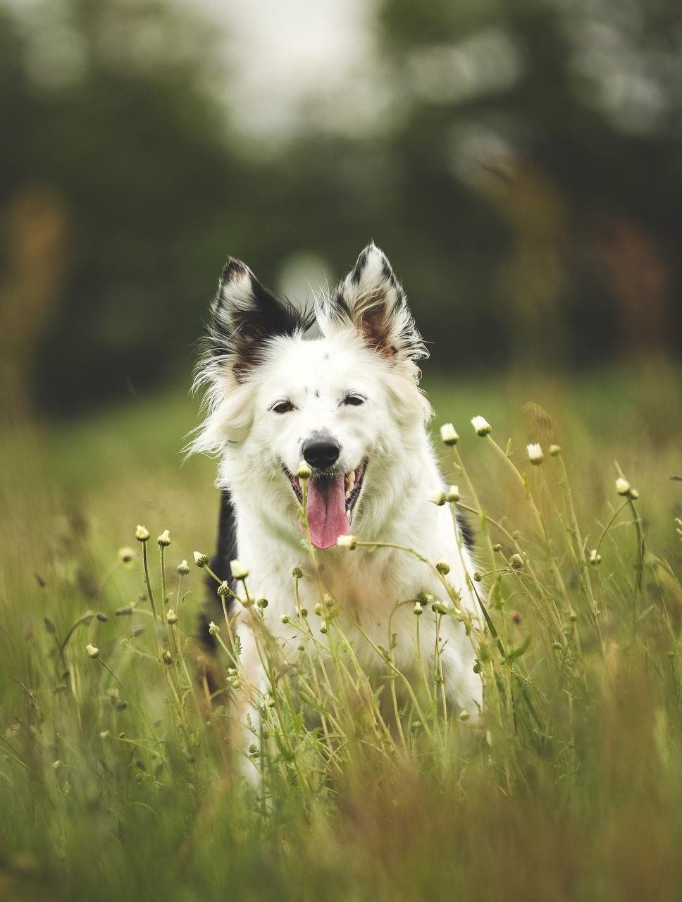 Høje temperaturer og for meget aktivitet kan give hedeslag hos hunde, og i værste tilfælde kan det være livsfarligt. Det er derfor ekstra vigtigt at tage hånd om sin hund i sommermånederne.