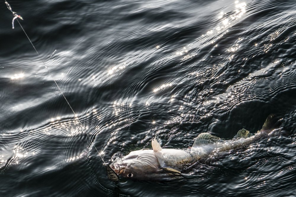 Man kan tage hensyn til bestandene og stadig fortsætte fiskeriet i Østersøen, mener Danmarks Fiskeriforening.