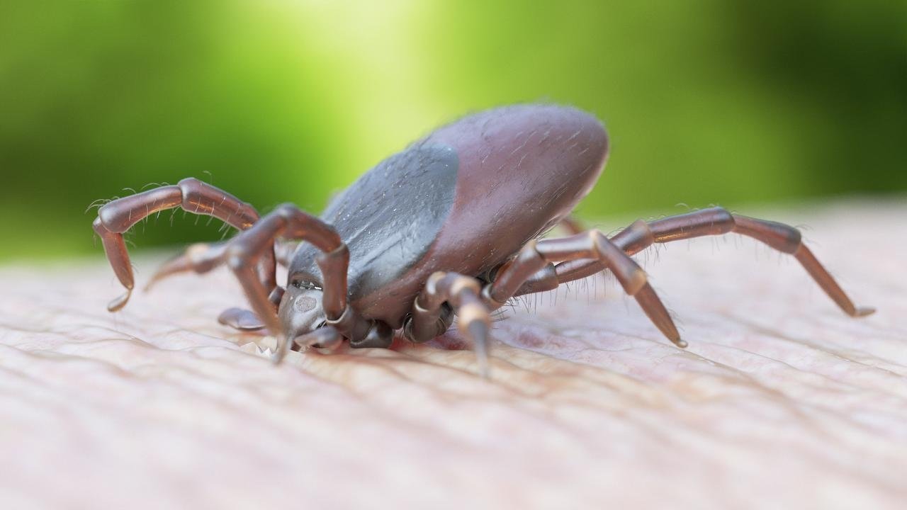 Mistanke bekræftet: Statens Serum Institut har fundet TBE-virus i flåter indsamlet i Tisvilde Hegn