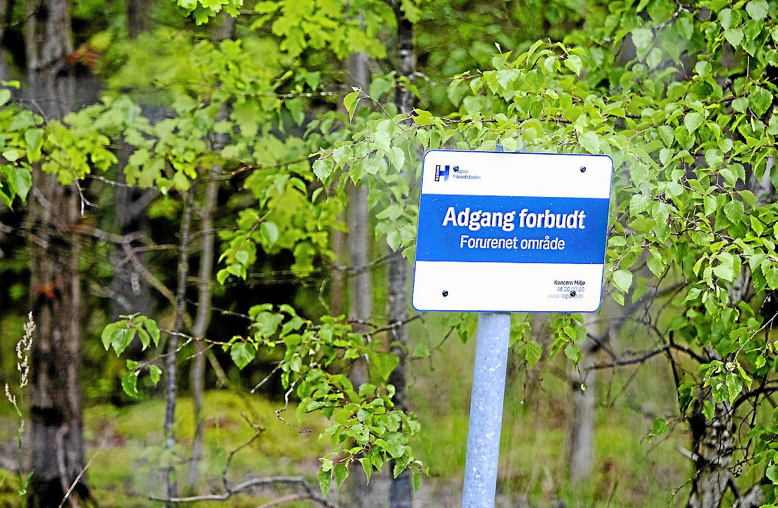 Region Hovedstaden igangsætter en midlertidig afværgeløsning, der skal forhindre, at forureningen spredes til fredet naturområde. Men det kræver mange flere penge at nå helt i mål