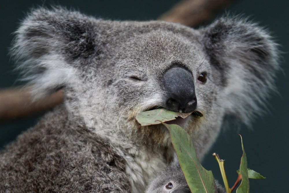 Australske skovbrande har ødelagt områder af koalaens habitat og adgang til den primære føde, eukalyptusblade.