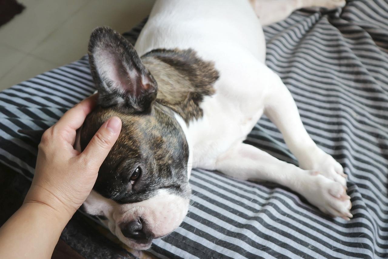 Den er livsfarlig for din hund, hjerteormen, som stadig er et stort problem for mange her i området, skriver dyrlægen i sin klumme