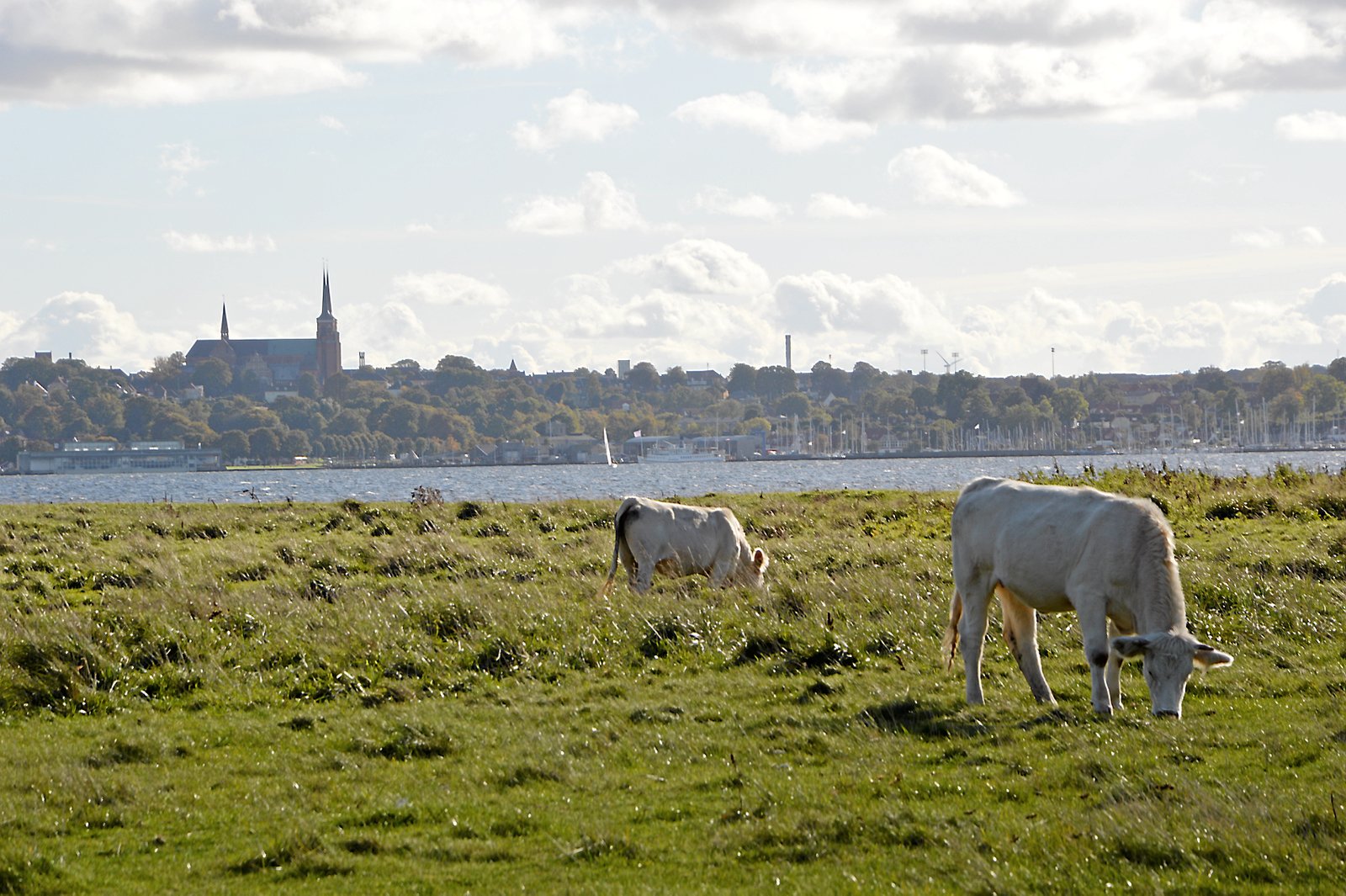 Der er flere græsningsforeninger i Roskilde Kommune.