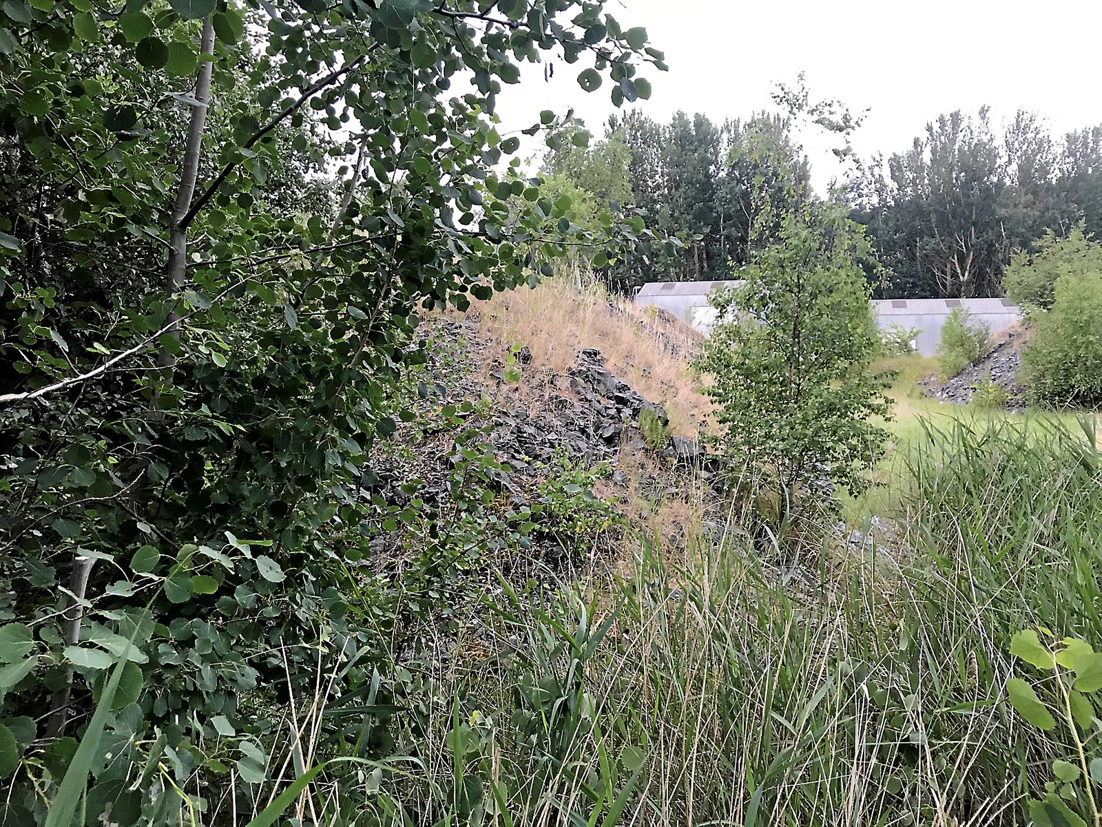 3670 ton granitskærver fra Kvanefjeld lå på den bare jord på Risø i årtier. Malmen er blevet flyttet til betonbassiner, men den forurenede jord, hvor malmen lå, er stadig ikke renset.