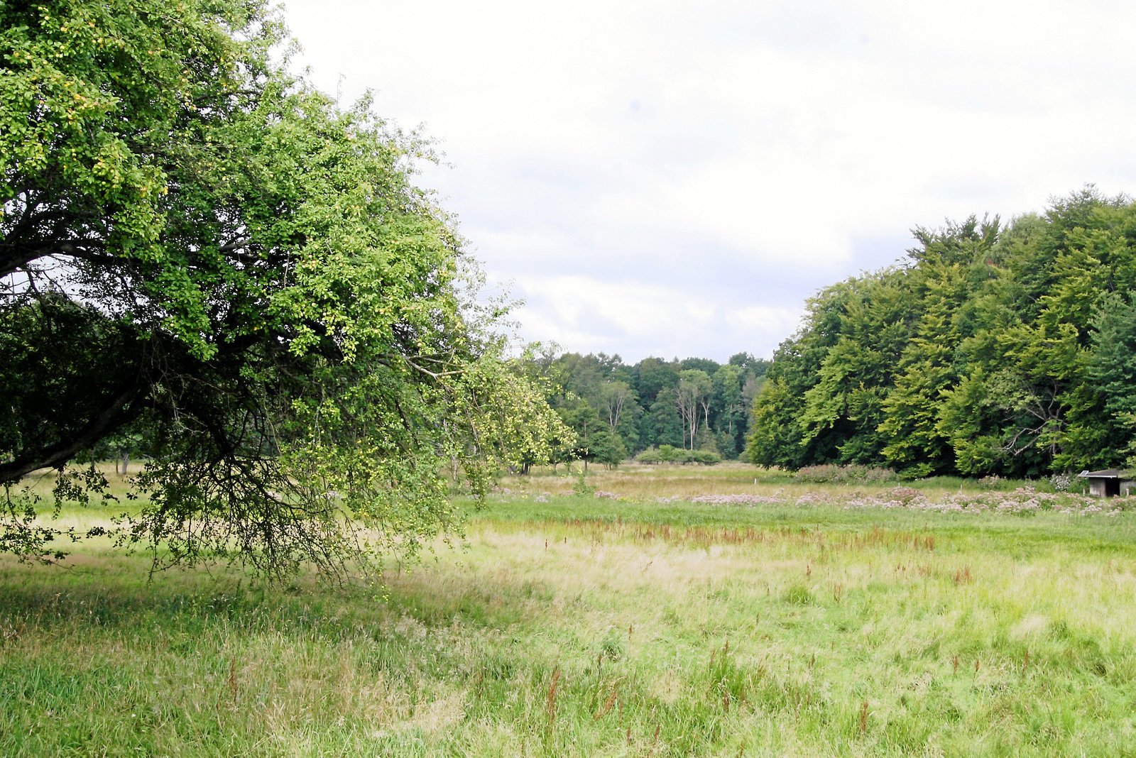 Egebæksvang Skov.