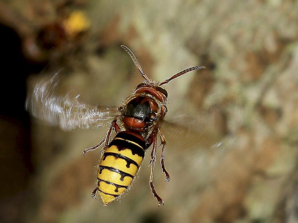 Rudersdal Kommune har undtagelsesvis sprøjtet mod gedehamse i naturen