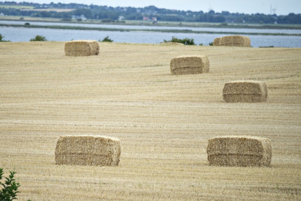 Antallet af konkurser i landbruget er stigende, men er ikke alarmerende højt, vurderer økonom.