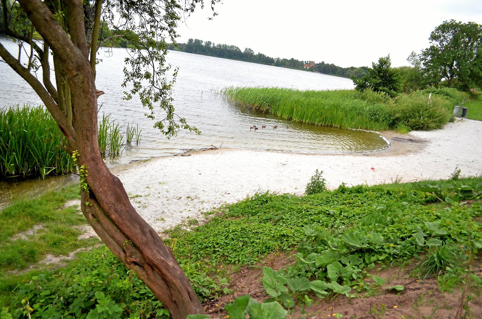 Badning frarådes netop nu ved blandt andet Kimmerslev Sø.