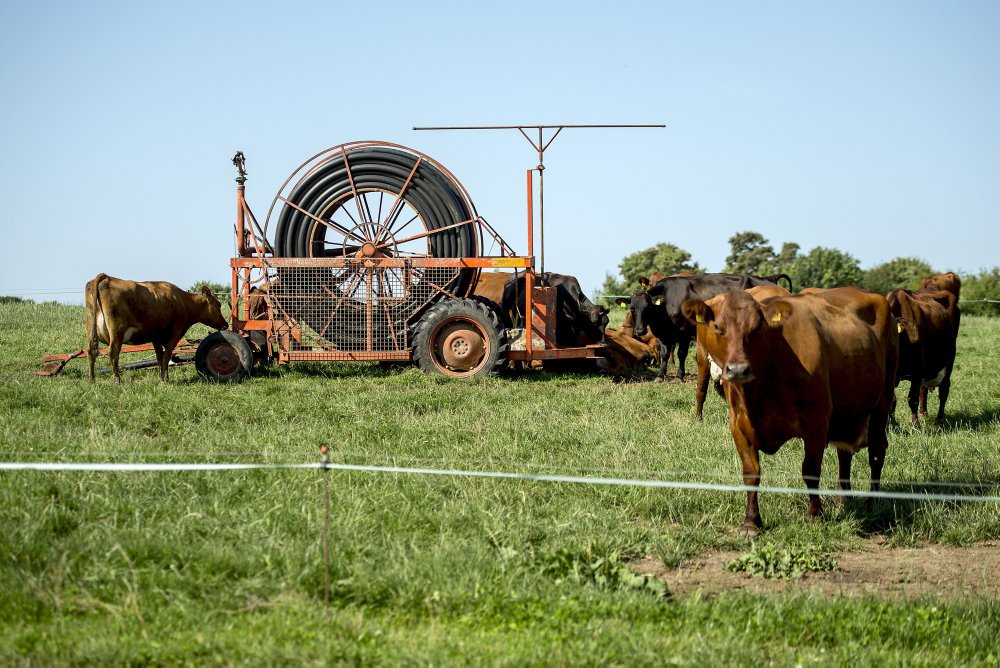 Når oprindelige husdyr uddør på grund af konkurrencen fra mere produktive arter, mister vi chancen for at avle os frem til arter, vi har brug for i fremtiden.