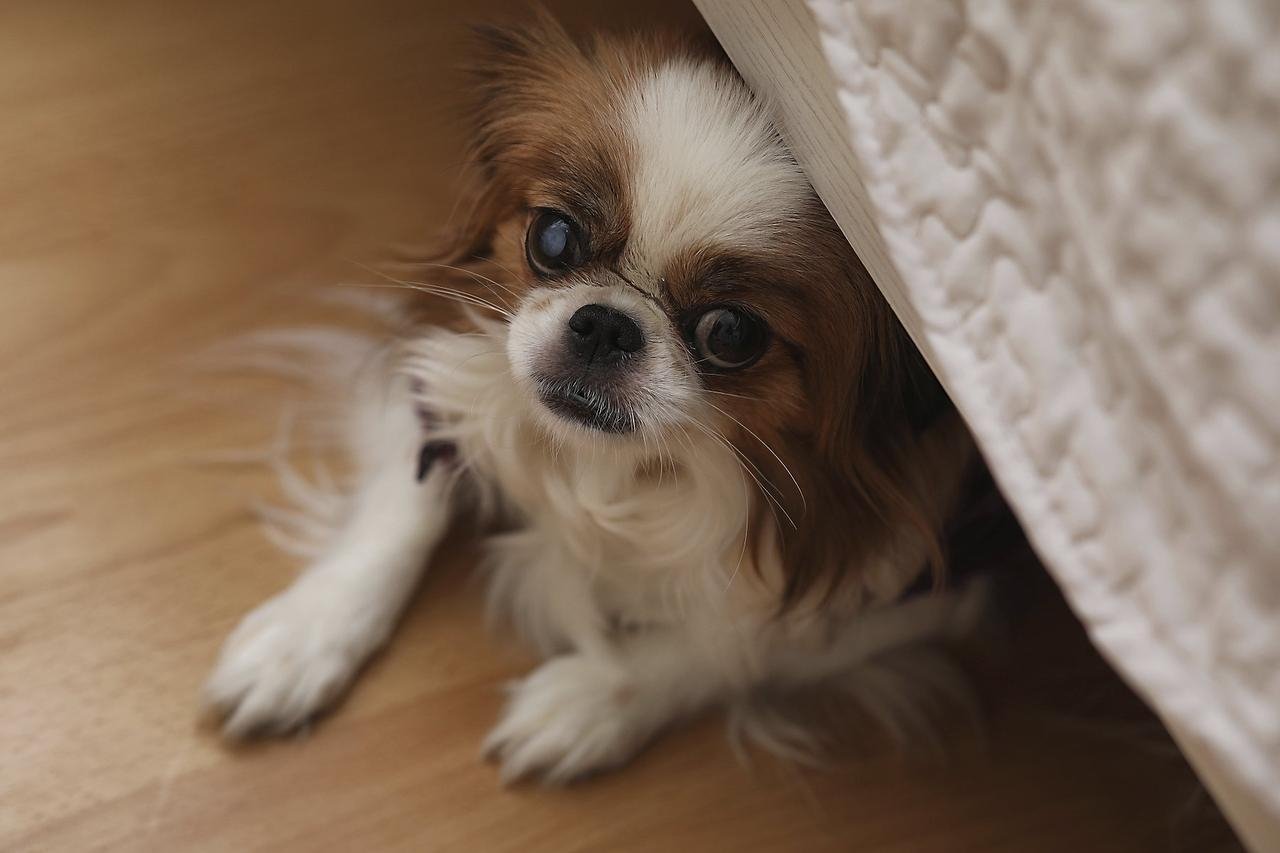 Hvis man begynder i god tid, findes der flere muligheder for at hjælpe skudangst hos hunde, skriver dyrlægen