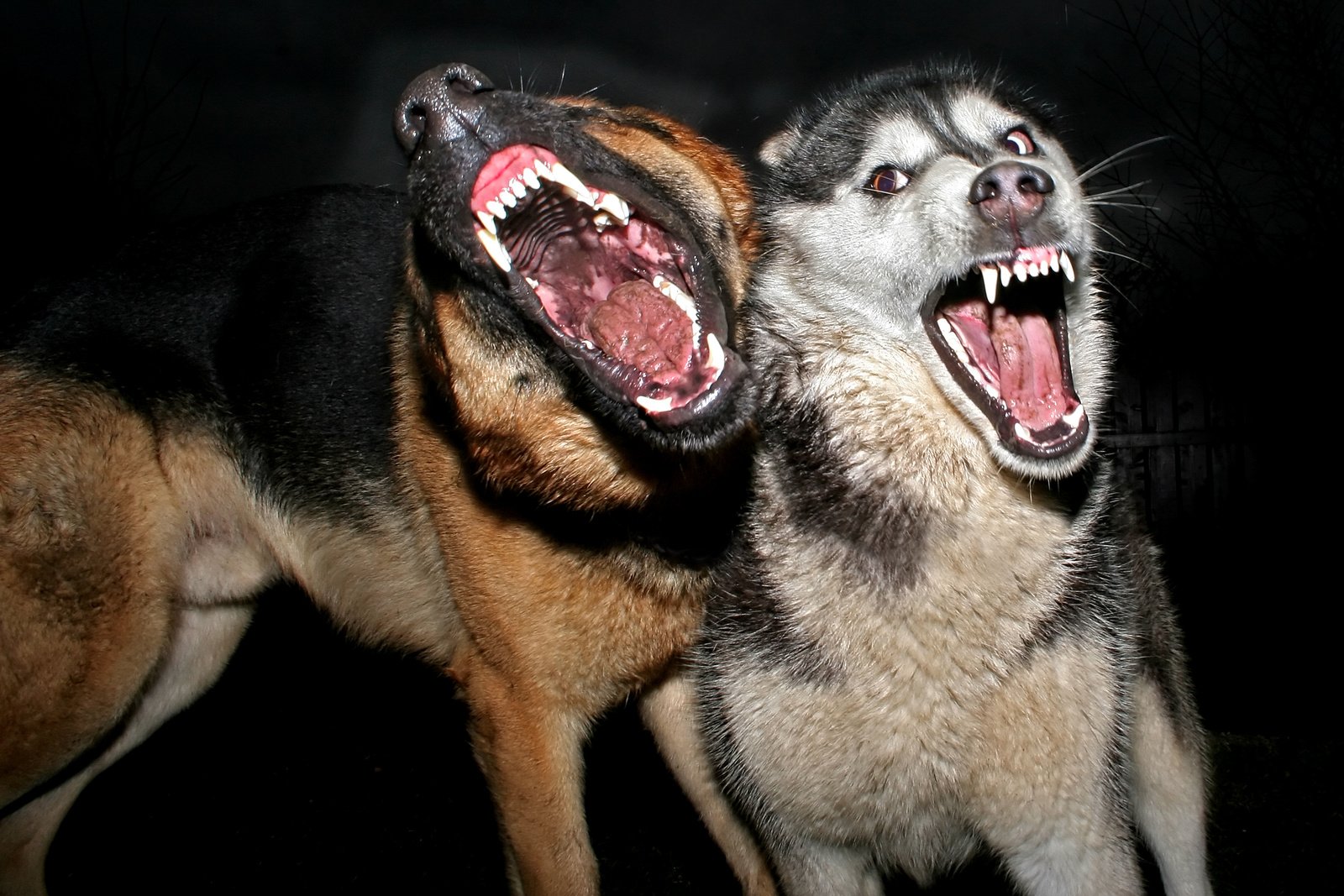 Det kan få store konsekvenser at importere en hund fra lande med udbredt rabies, selvom papirerne er i orden.