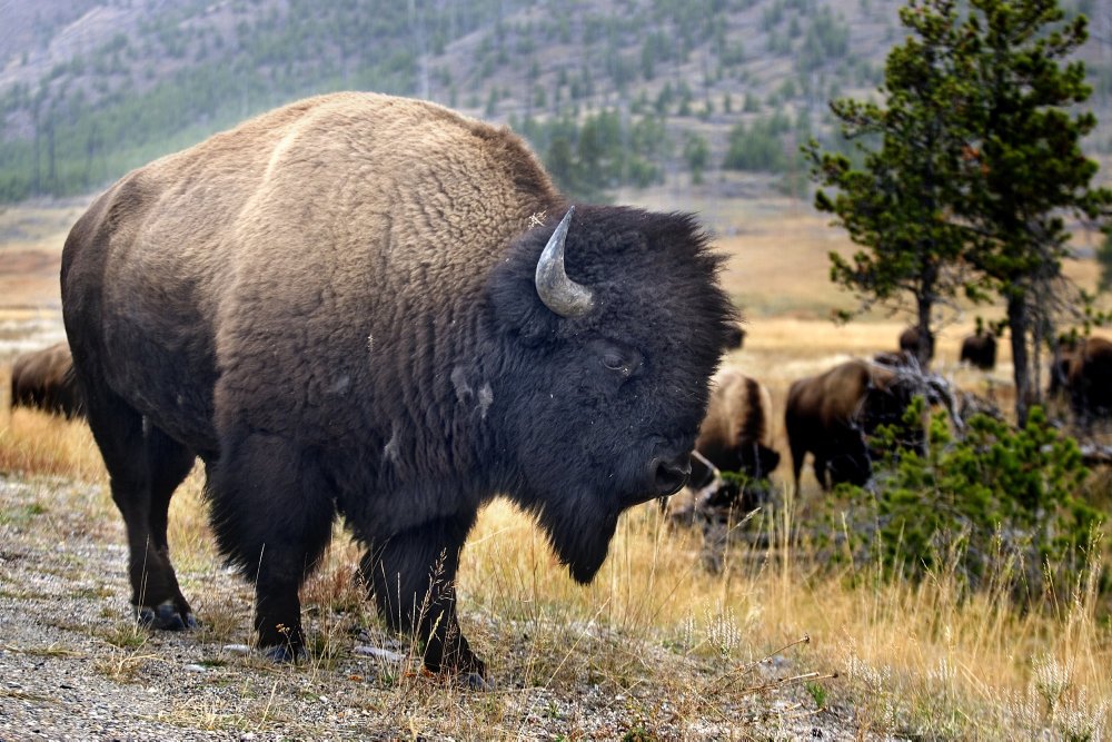Bisontyr fra Polen skal sikre den genetiske mangfoldighed hos velbesøgt bisonflok på Bornholm.
