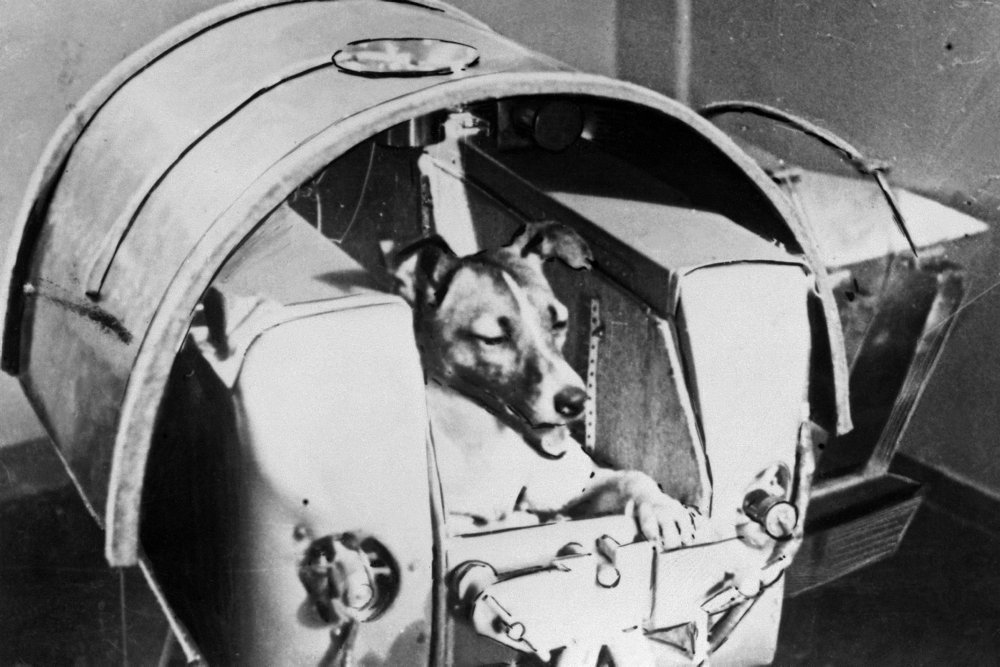 Ni kredsløb om Jorden gjorde Laika til verdens første kosmonaut. Hunden blev ofret for fremtidige rumrejser.