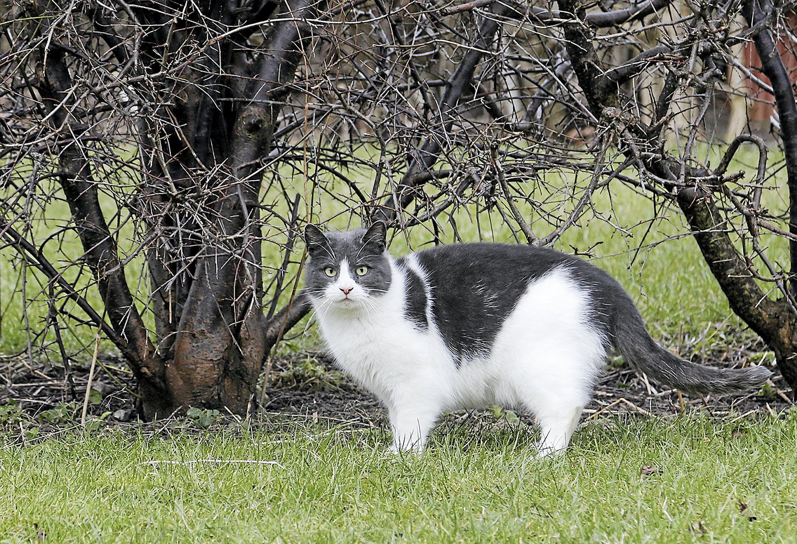 De herreløse katte bliver i dag fanget og hjulpet af frivillige. Politikerne har diskuteret om, kommunen skulle træde til og hjælpe med opgaven.