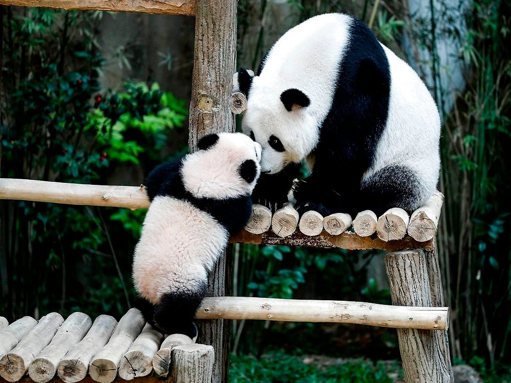Den store dyreflok i København Zoo bliver udvidet, når to kinesiske pandaer flytter ind i 2017.