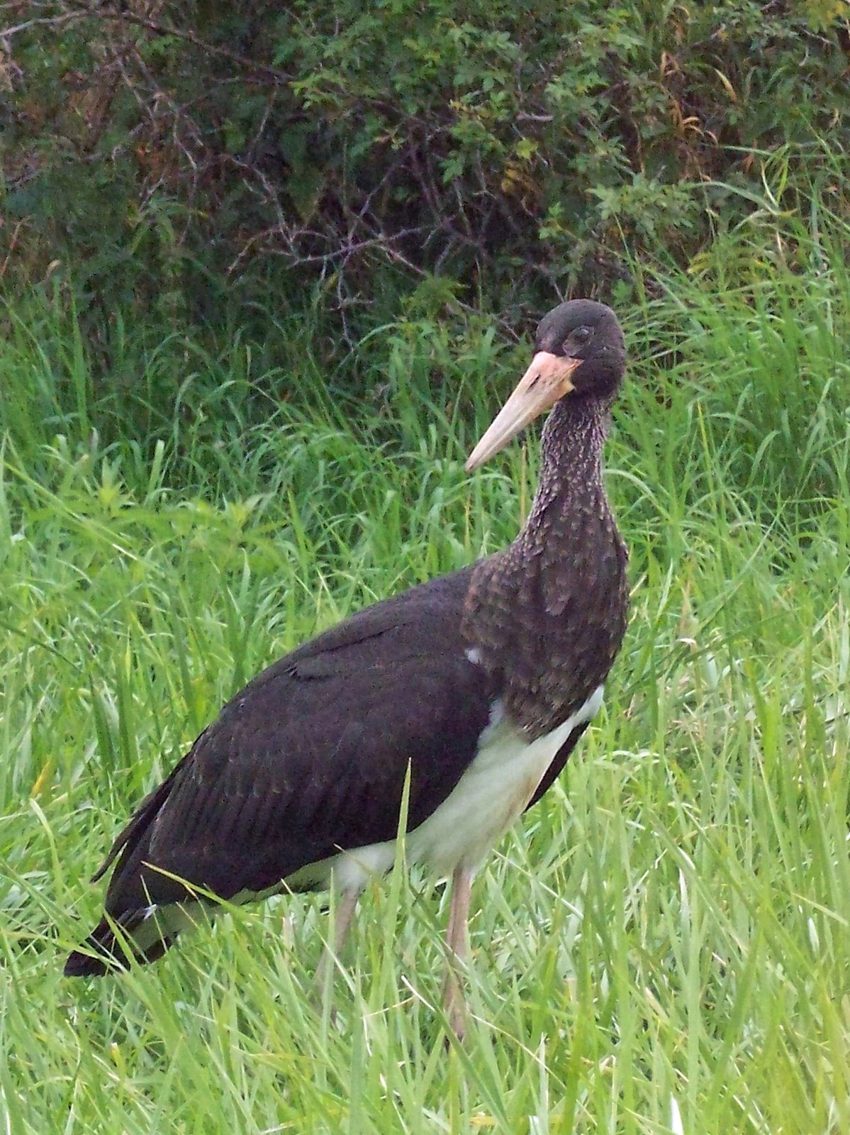 Sort Fugl Sort stork på Røsnæs-besøg – Sjællandske Nyheder