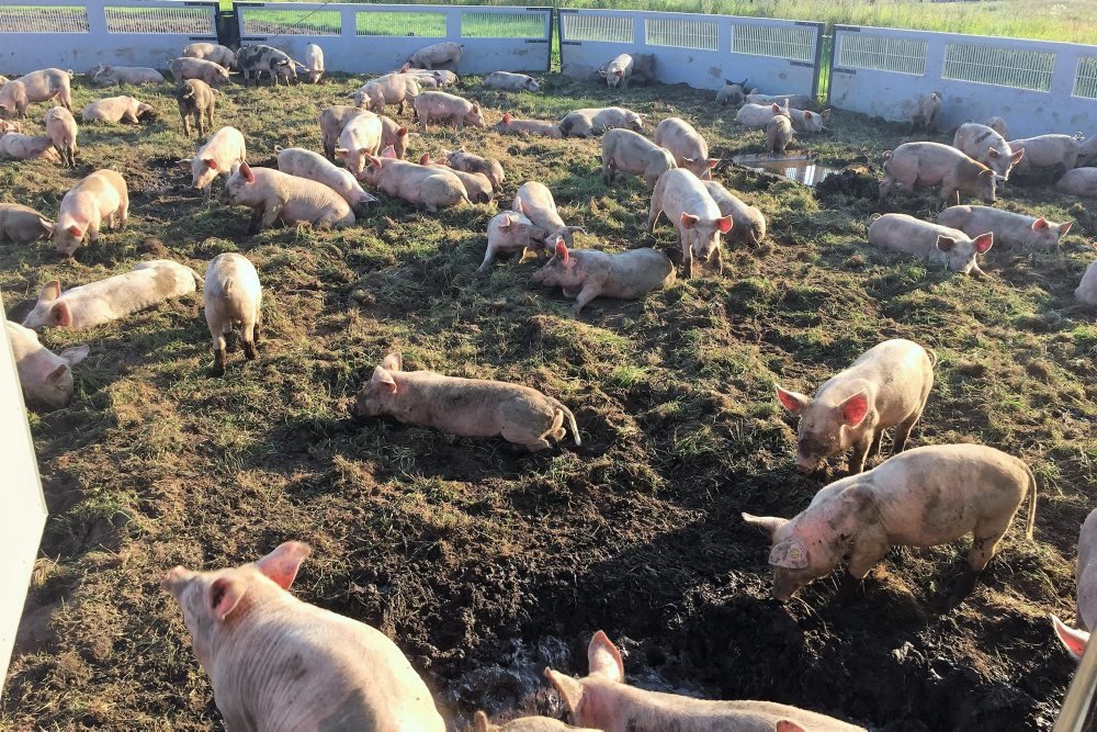 Nordjysk forsøg med rullende grisestald lover godt for dyrevelfærd og miljø, vurderer Økologisk Landsforening.