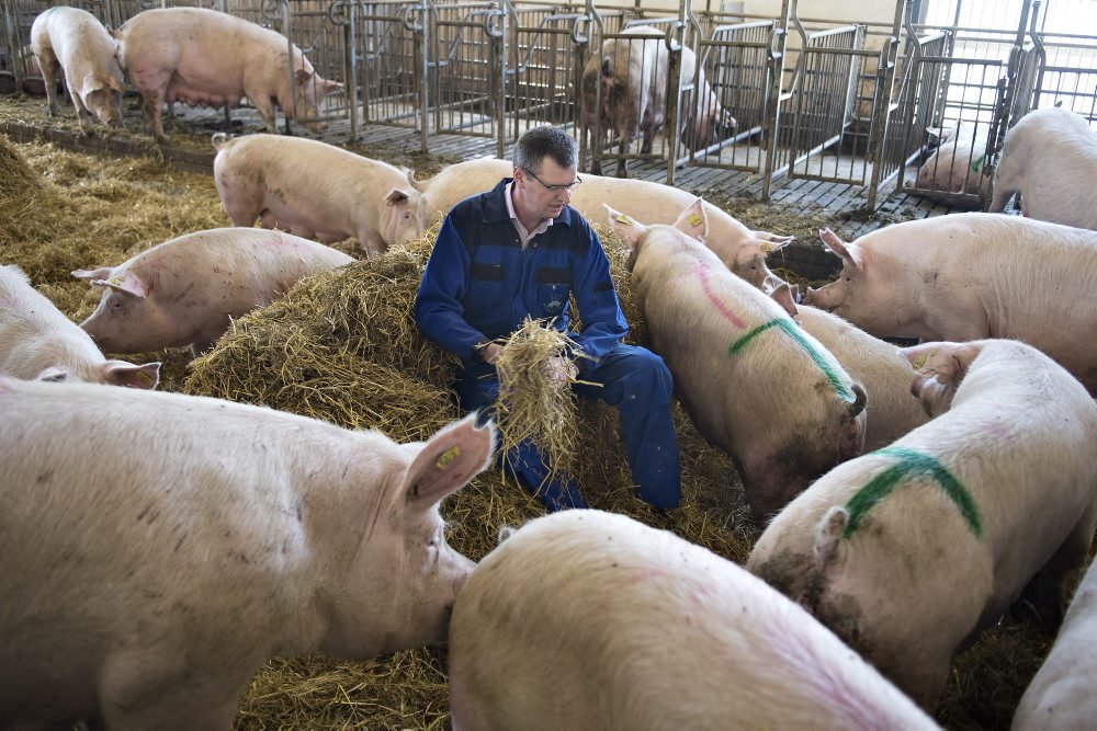Danish Crown forventer med ny strategi, at flere svineproducenter vil satse på slagtesvin frem for smågrise.