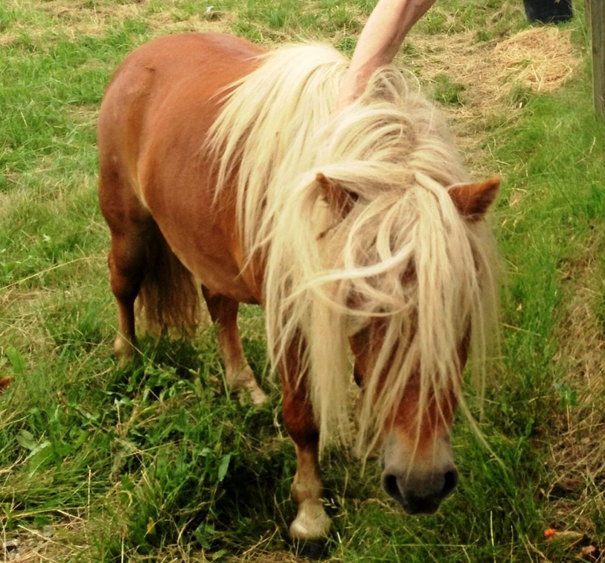 Carl Plum og en 22-årig mand er tiltalt for dyremishandling, fordi de aflivede en pony sidste sommer.