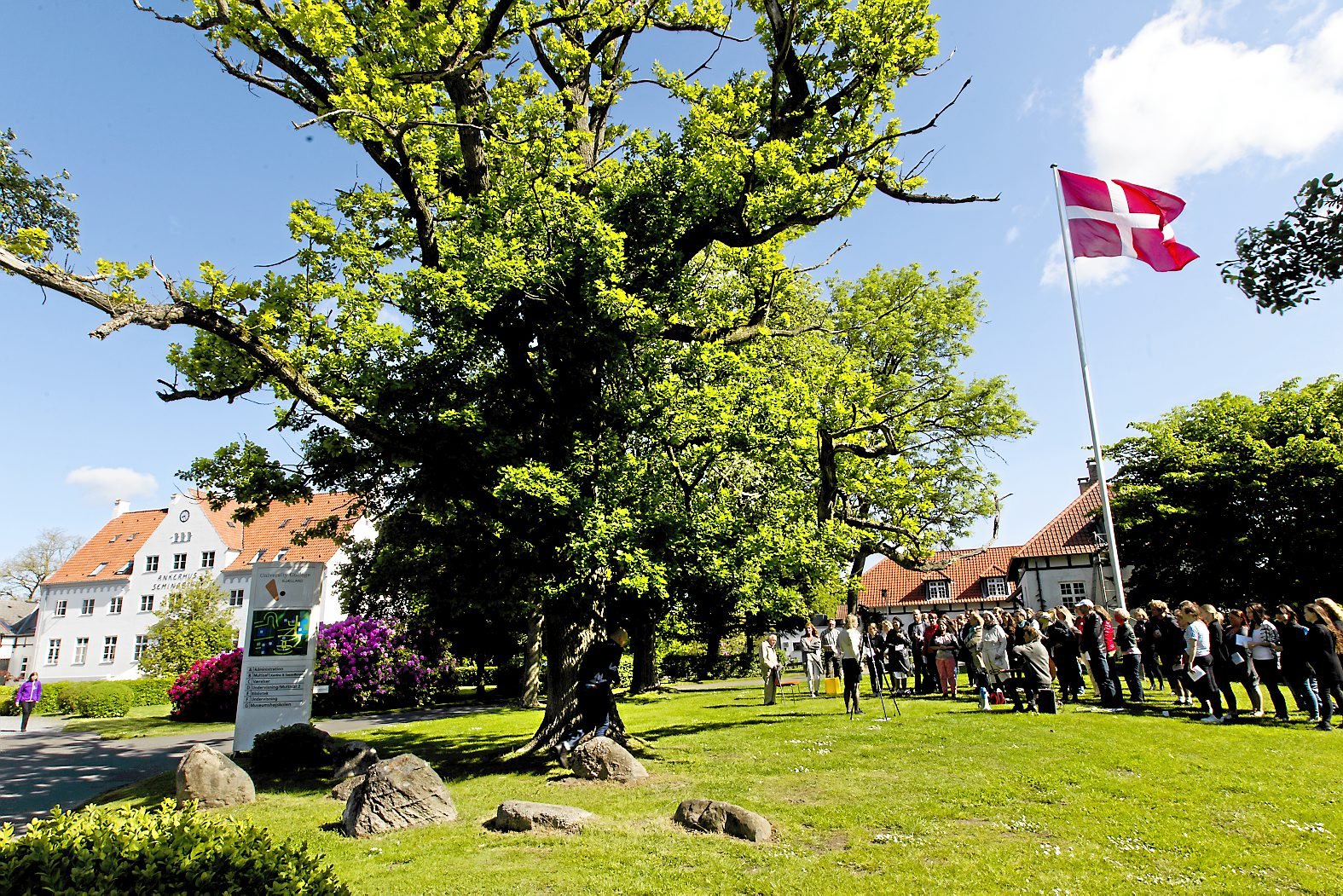Det oprindelige egetræ blev plantet ved Ankerhus i 1915 og fornyet i 2015.