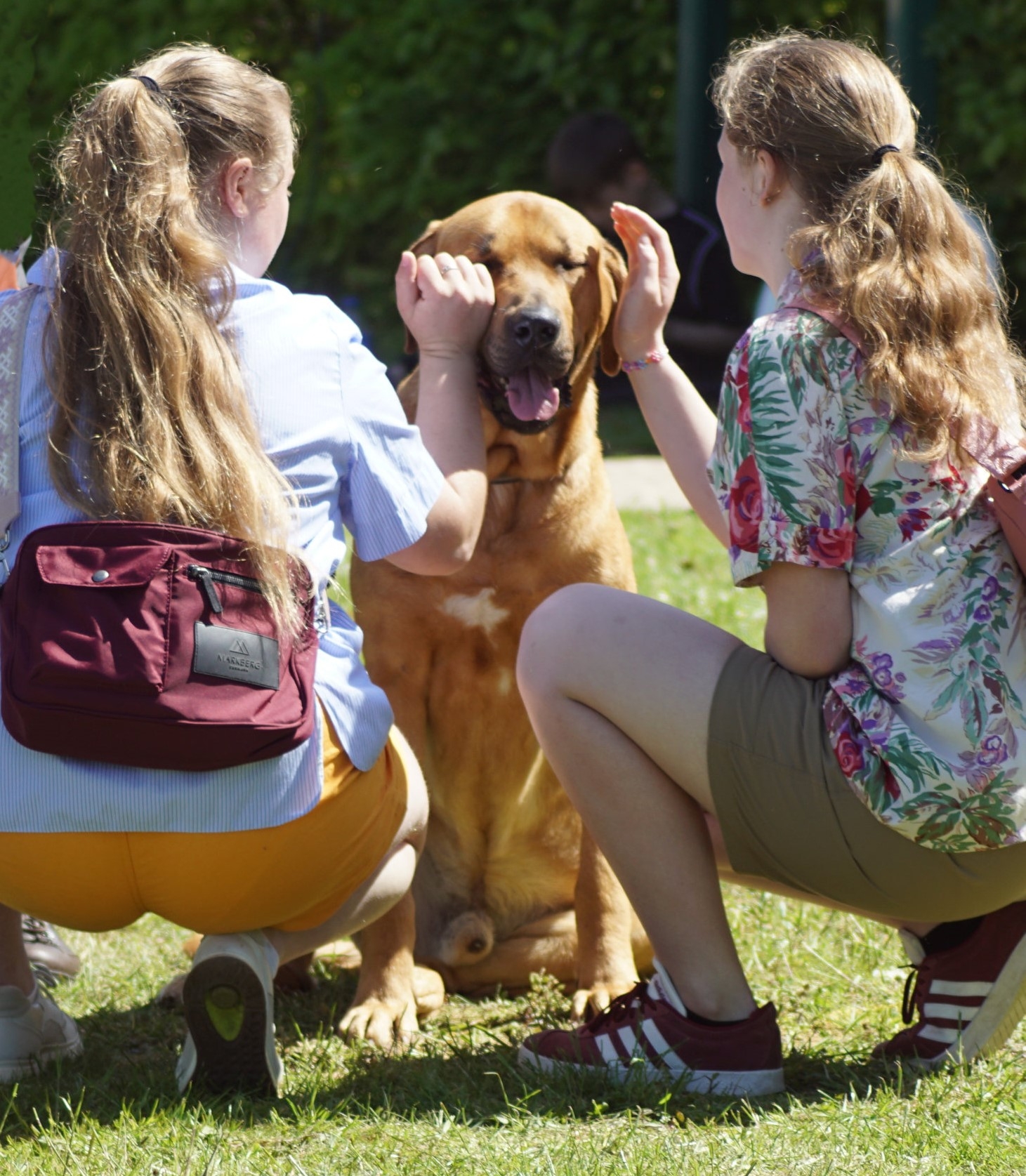 Det var populært at klappe de store hunde. Foto: Berit Elkjær Hougaard Det var populært at klappe de store hunde. Foto: Berit Elkjær Hougaard