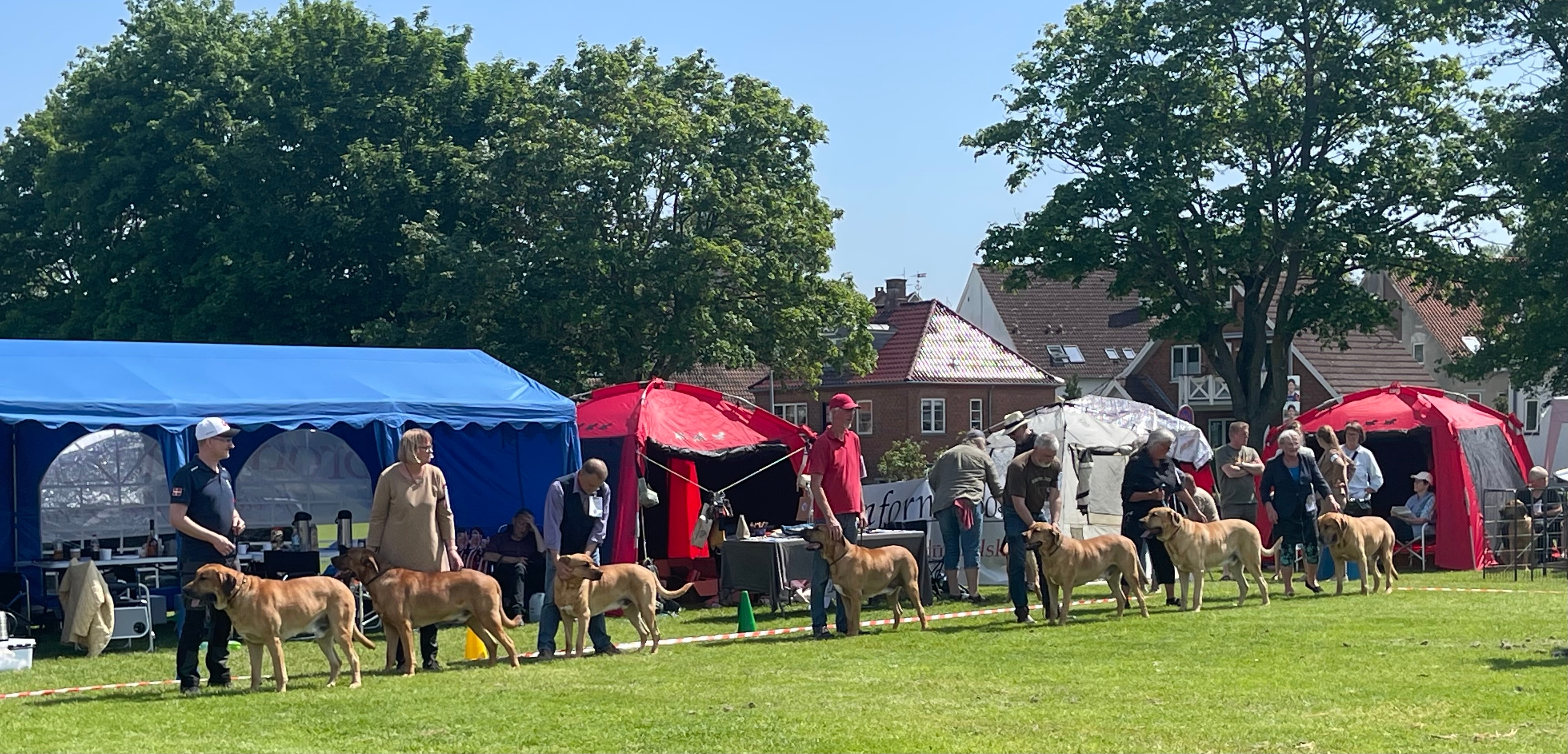 Hundene stillede op til bedømmelse. Foto: Tanja Kiens Hundene stillede op til bedømmelse. Foto: Tanja Kiens