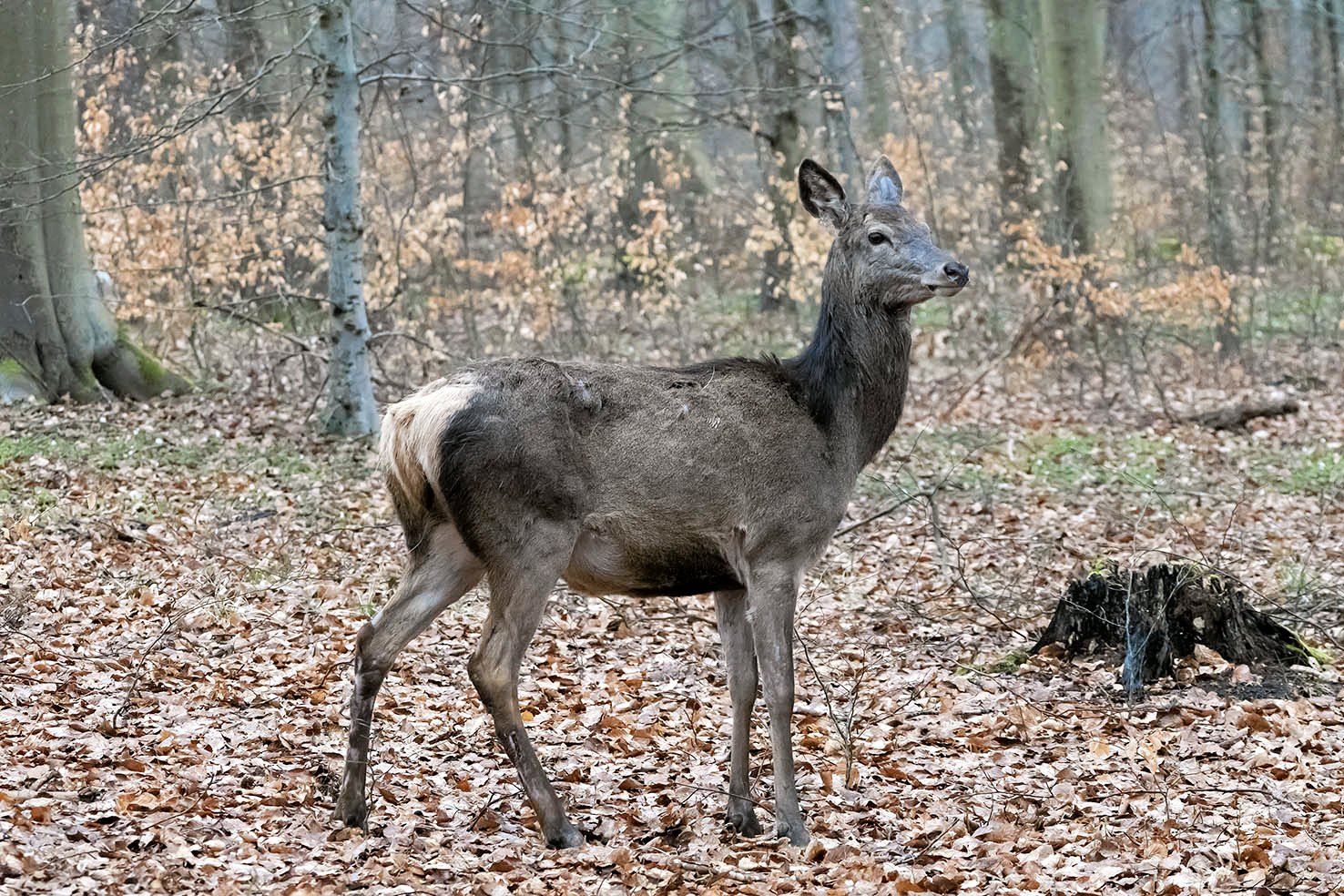 En hjort i naturlige omgivelser. Naturnationalpark Gribksov gør klar tio at udsætte hjorte - i den forbindelse får parken på papiret status som dyrehave: