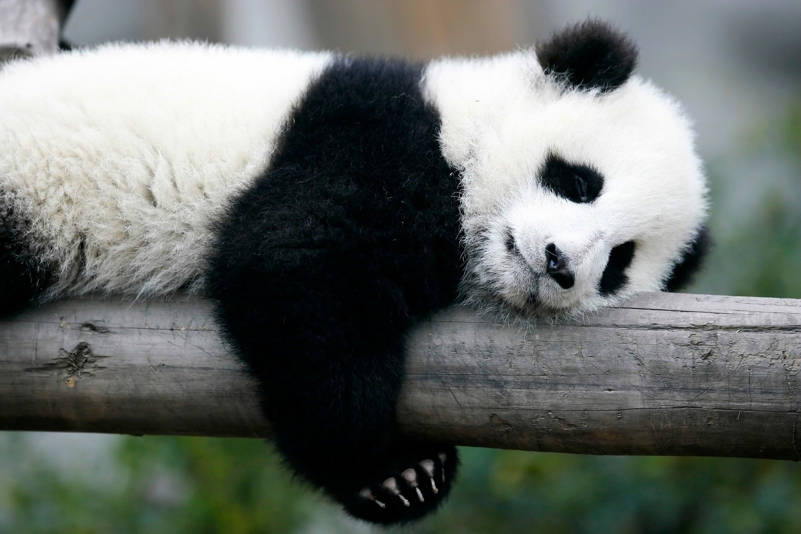 Berlins zoologiske have har mistet sin sidste pandabjørn - Bao Bao - der døde onsdag i en alder af 34 år.