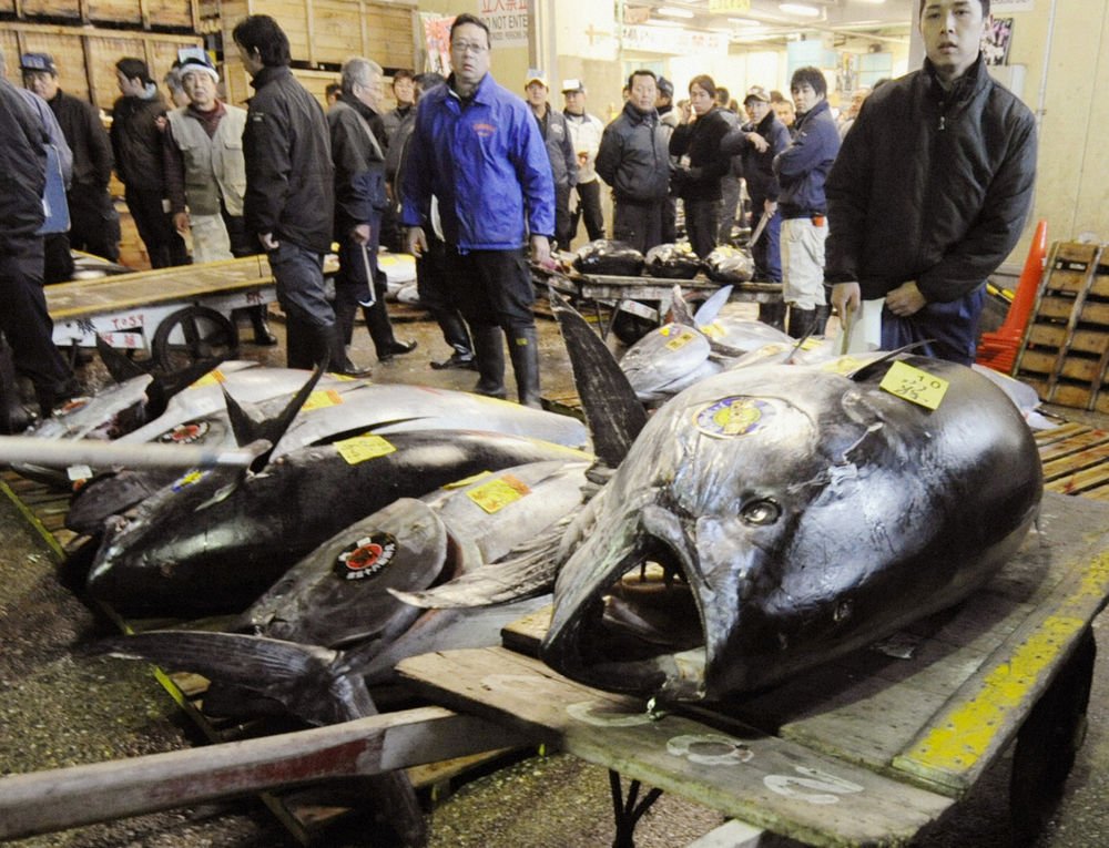 En 342 kilo tung blåfinnet tun er på fiskeauktion i Japan solgt for 2,2 millioner kroner.