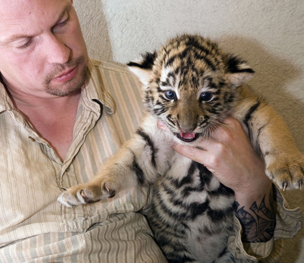 Tidligere direktør for Næstved Zoo tiltalt for at lade gæster klappe og nusse havens tigerunger mod betaling samt overtrædelse af en konvention.