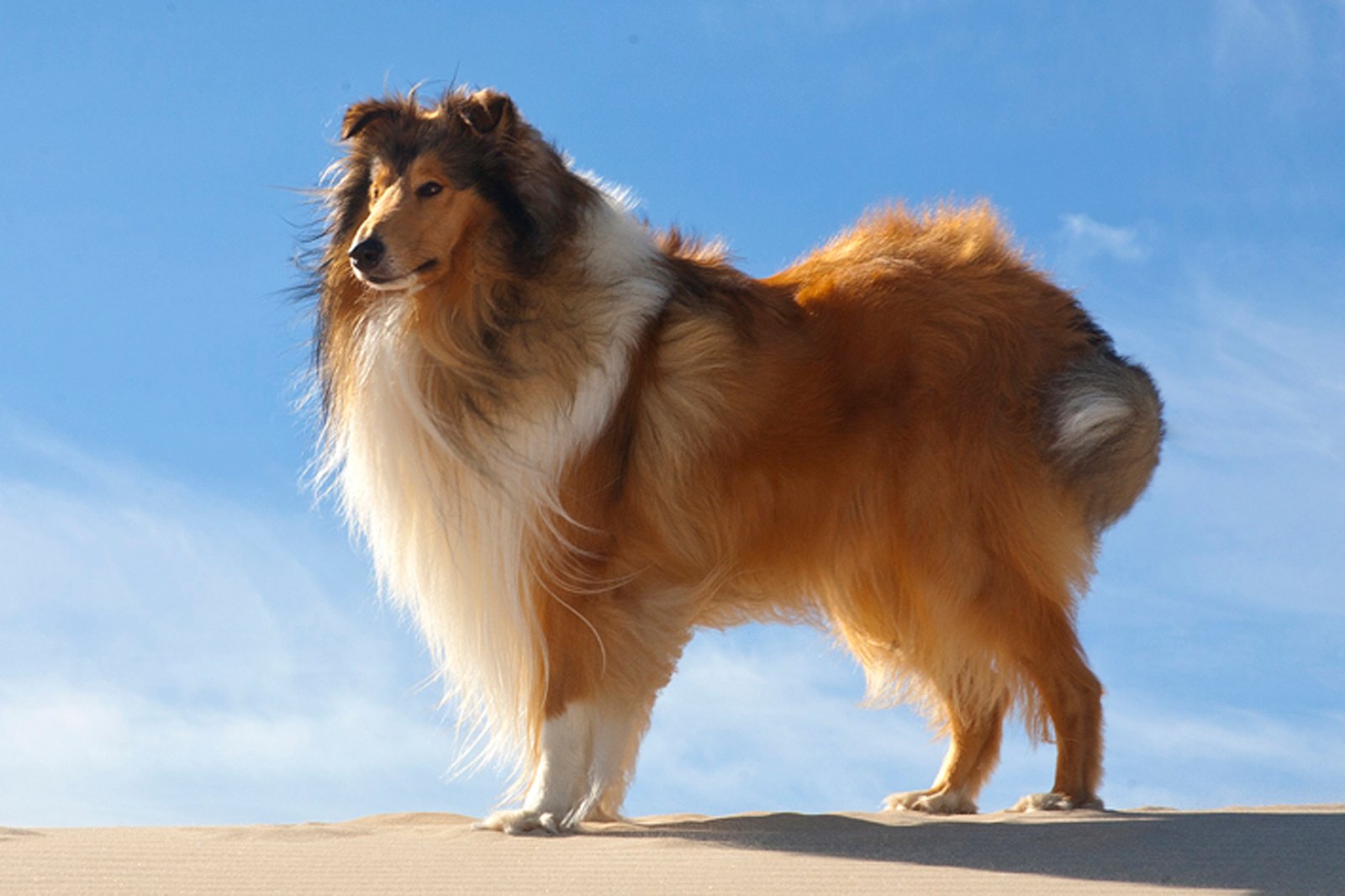 Gigt hos vores dyr skal man ikke bare acceptere. Hør om emnet når dyreklinikken holder tema-aften på tirsdag den 10. maj.
