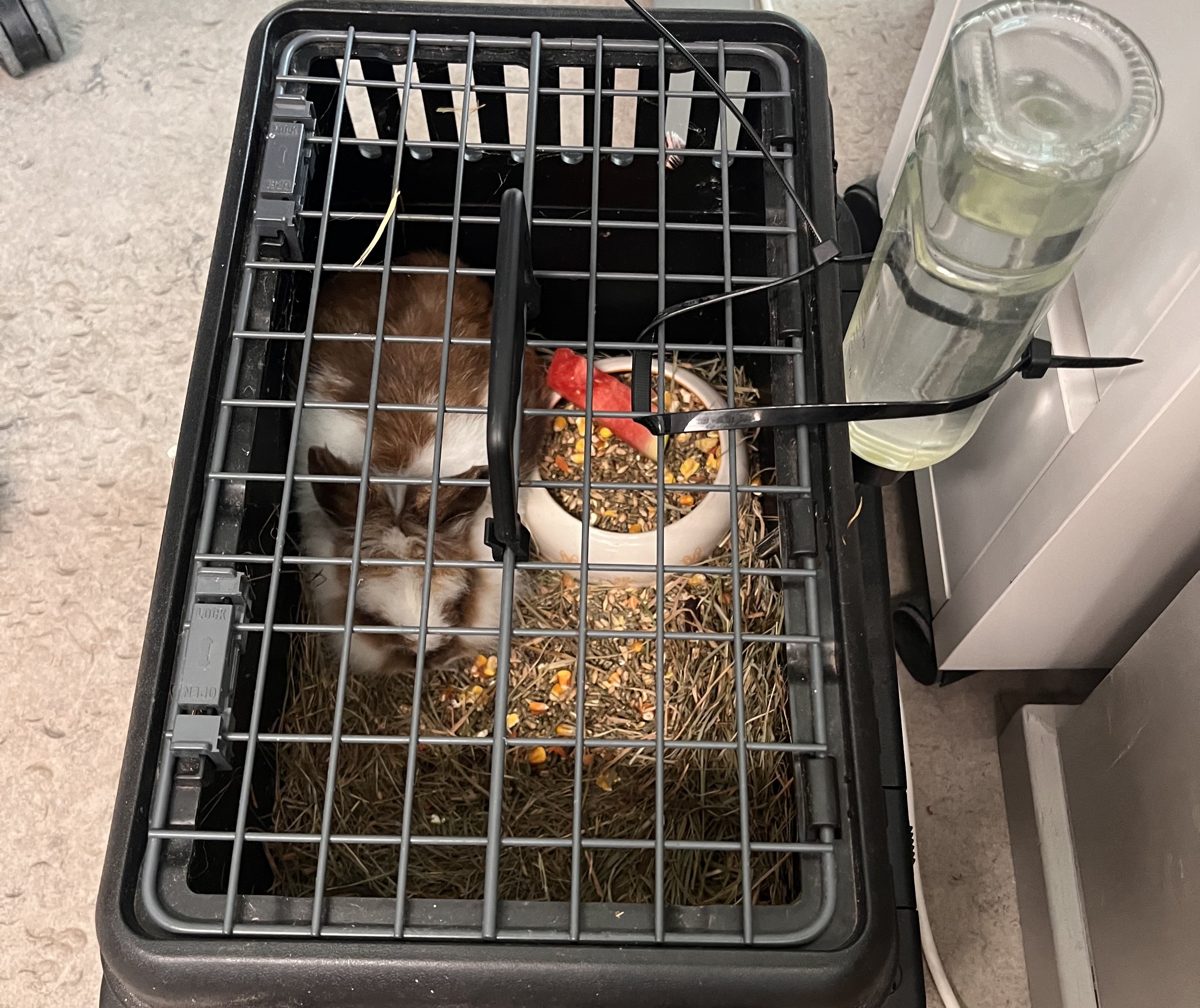 Sådan blev kaninen leveret til Nordskolen.