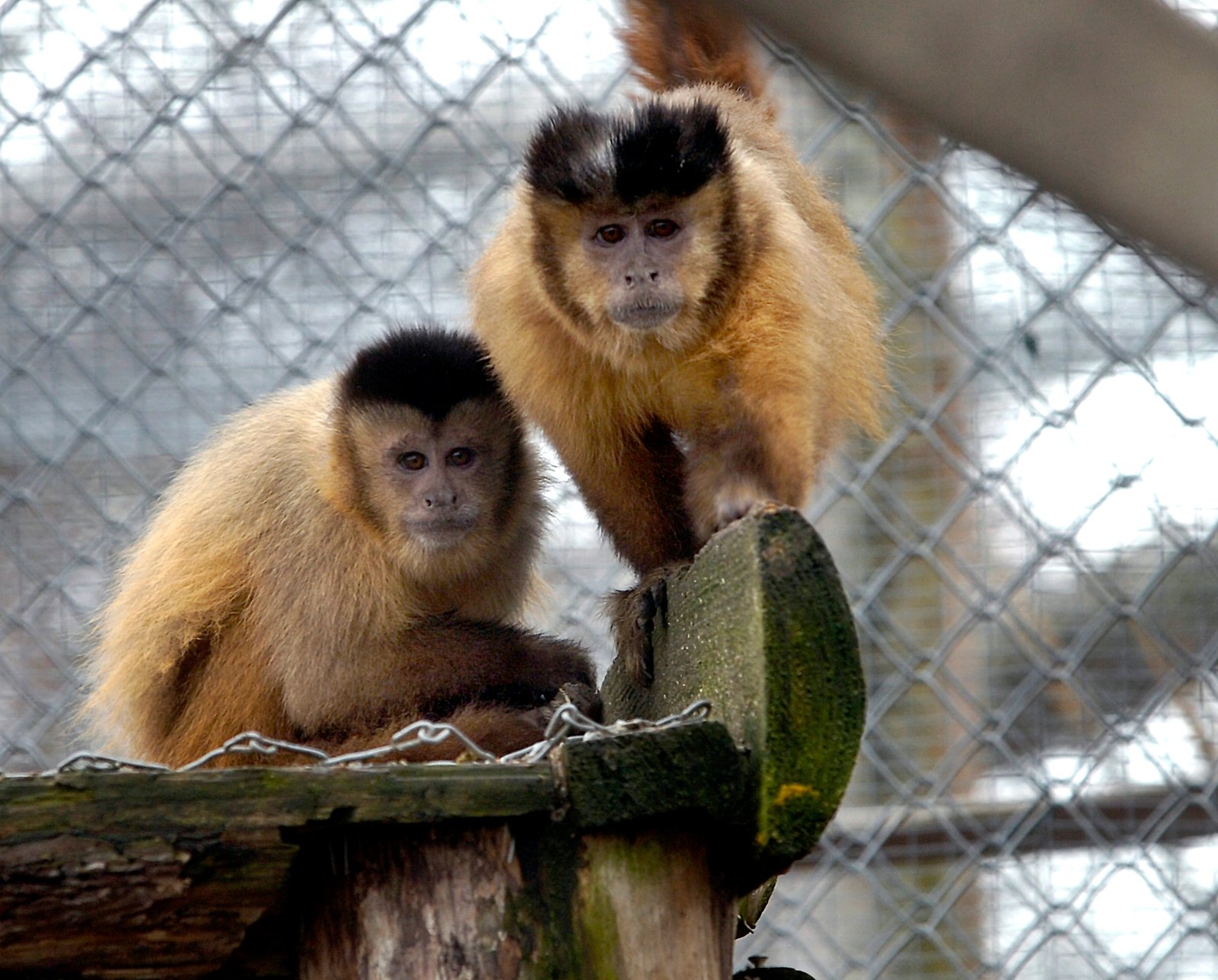 Varslerne om meget kraftift regnvejr gør, at Odsherred Zoo Rescue i Asnæs holder lukket lørdag.