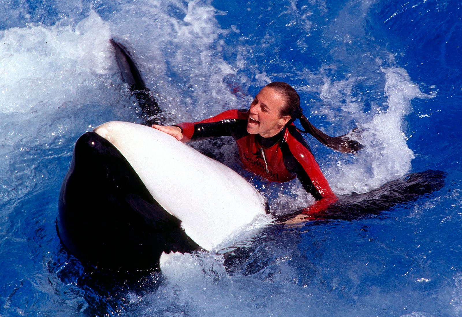 Spækhuggeren, der onsdag angreb og dræbte en træner i USA, bliver ikke flyttet fra SeaWorld. Det er ikke første gang spækhuggeren har dræbt en træner.