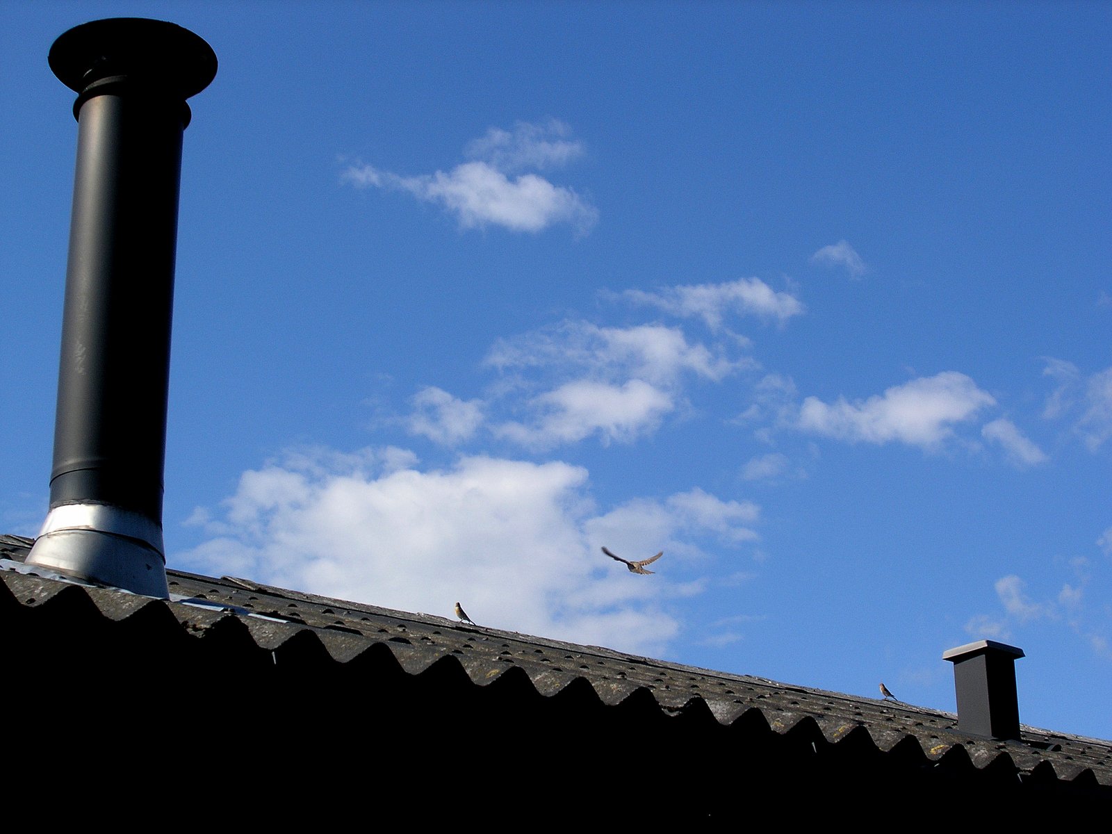 Sommerens fugleunger lever livet farligt. Kun godt fem procent af brændeovnsejerne i Odsherred har sikret deres skorsten med net.