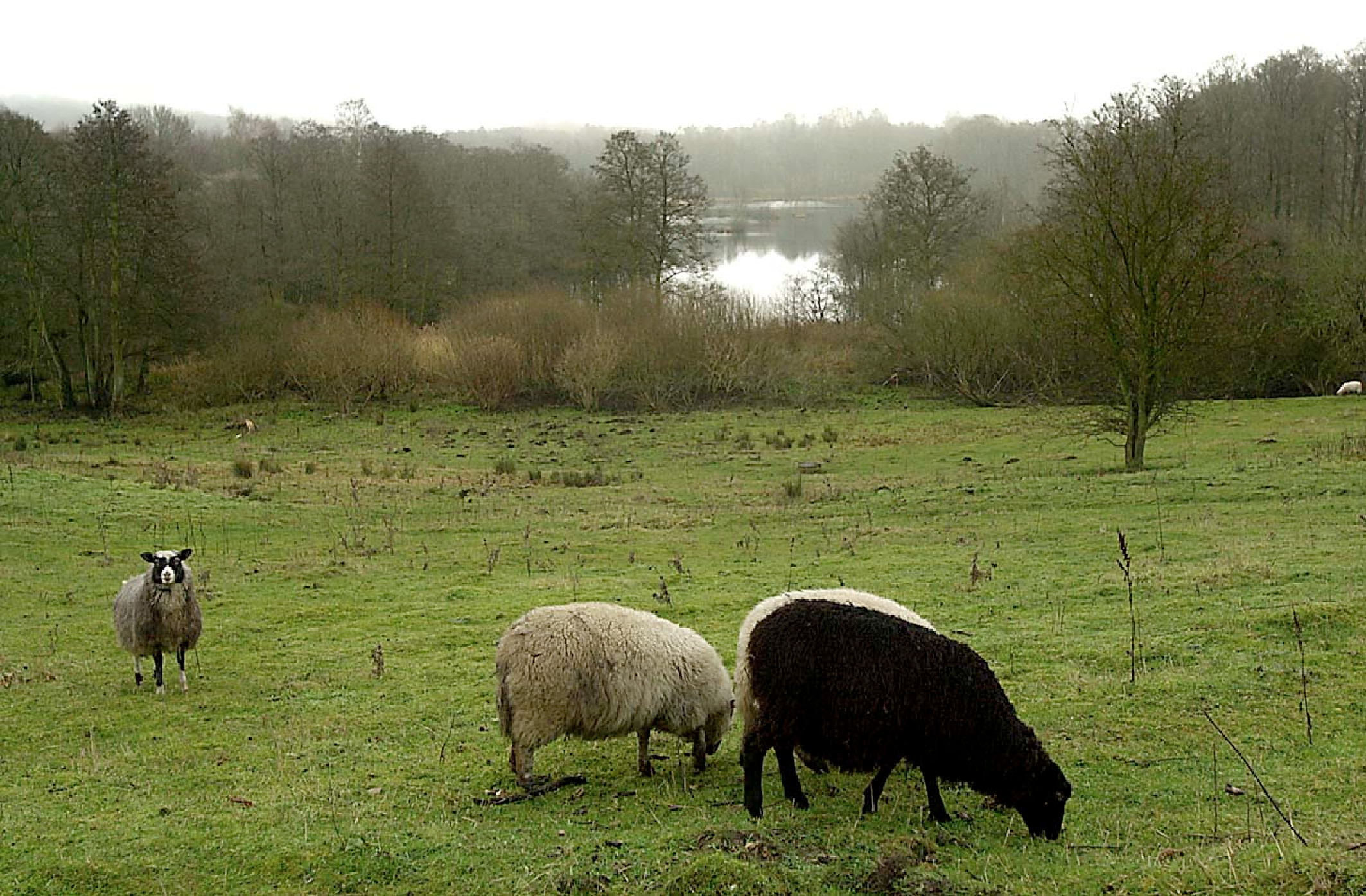Vaserne er et af de områder, hvor biodiversiteten kan forbedres.