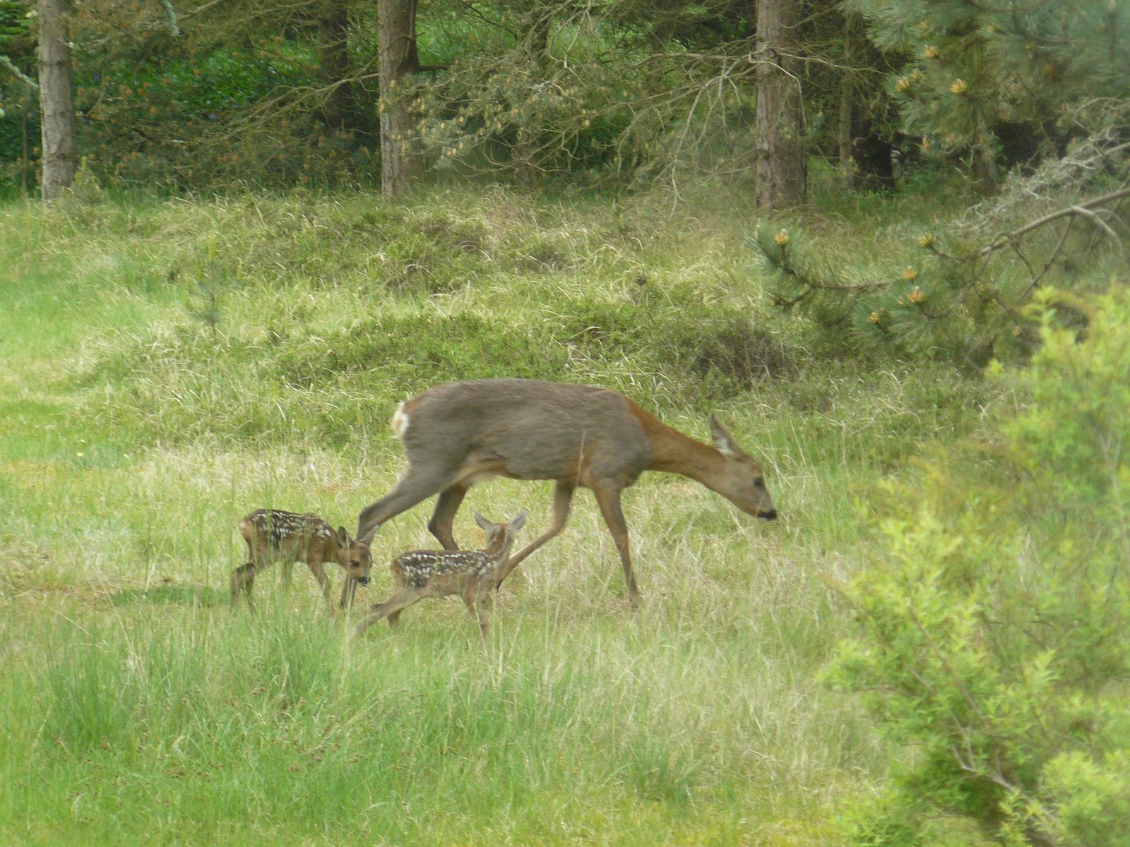 Lad os se på rådyr og dådyr som vores naturlige naturplejere, give dem gode levevilkår, og lad os kunne nyde synet af de smukke dyr, når vi færdes på Baunesletten, opfordrer biolog Birgit Troen fra Værløse.