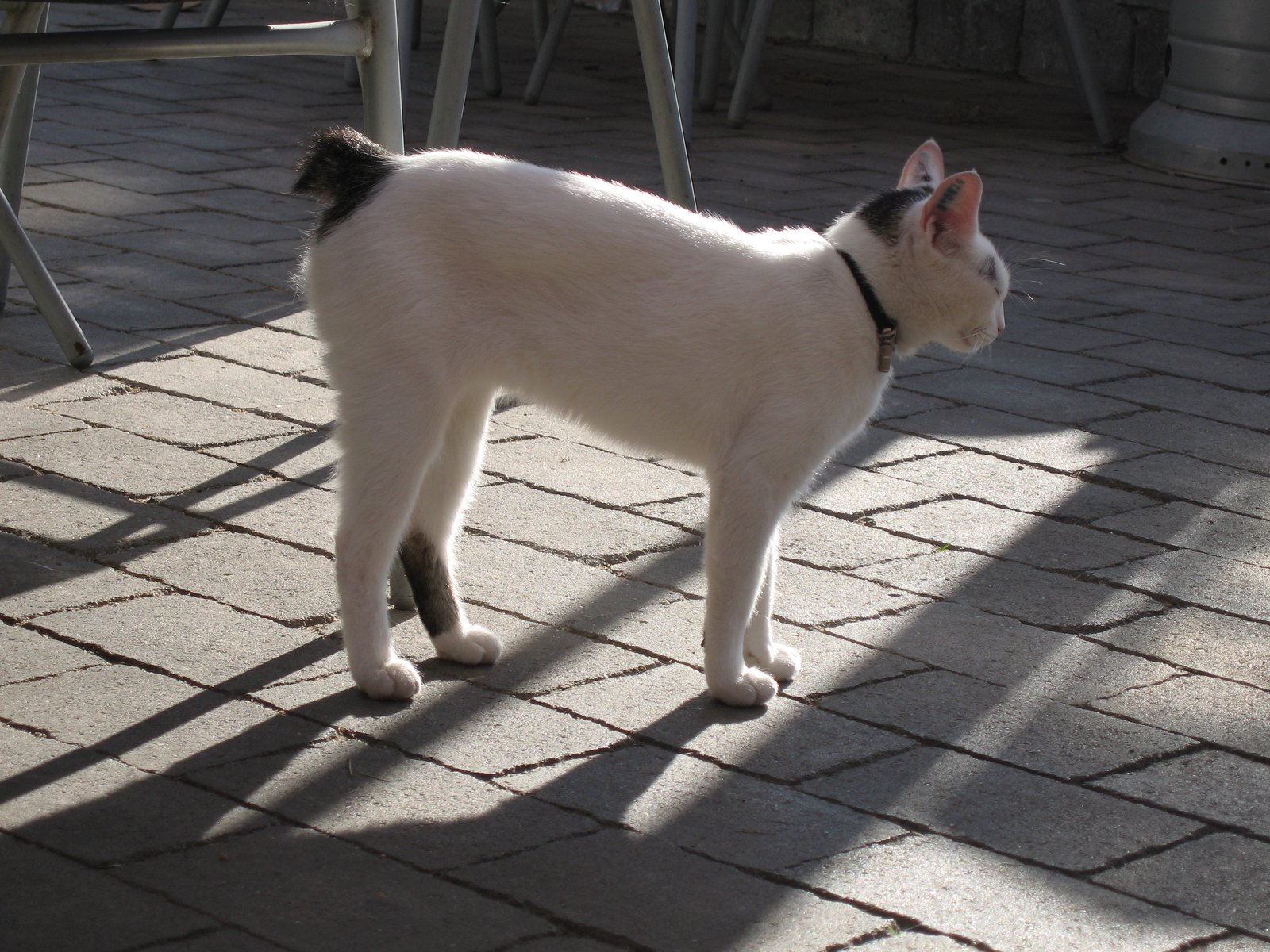 Kilderne er lidt uenige om, hvornår de haleløse Reersø-katte kom til øen. Én hævder, at kattene har levet på Reersø i 200 år, og at de er kommet fra Isle of Man i Det irske Hav efter et skibsforlis i Storebælt.