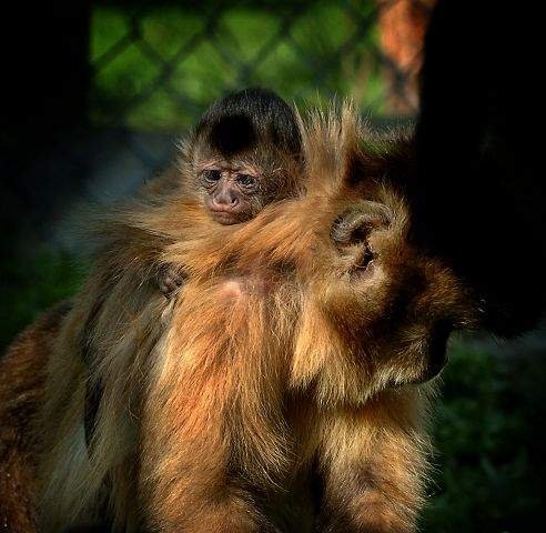 Asnæs
 En lille ny abeunge er kommet til verden i Odsherred Zoo. Abeungens mor og familie var forsøgsdyr på et fransk universitet, inden de kom til Odsherred.