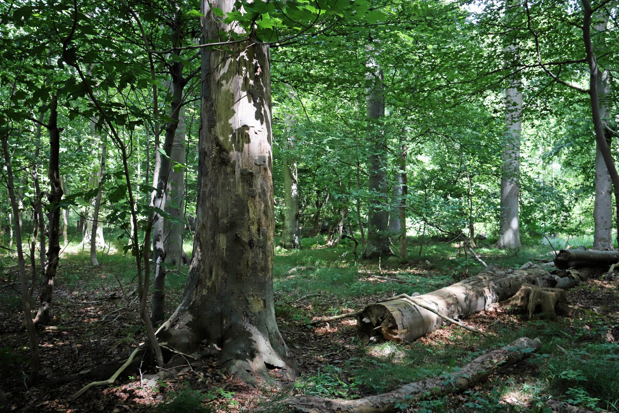 Der skal etableres skovbegravelsesplads i Frøknernes Skov i nordvestlige del af Anneberg Skov uden for Nykøbing Sj.