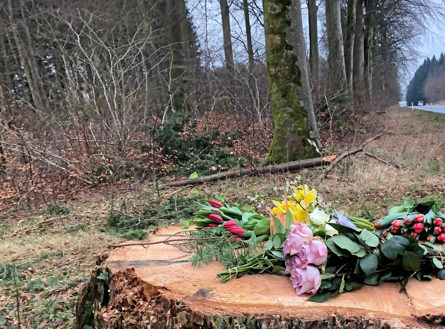 Billede af træstubben ved Parnasvej i Sorø. En 55-årig mand mistede livet, da han blev ramt af det fældede træ. - Preben Petersen Billede af træstubben ved Parnasvej i Sorø. En 55-årig mand mistede livet, da han blev ramt af det fældede træ.