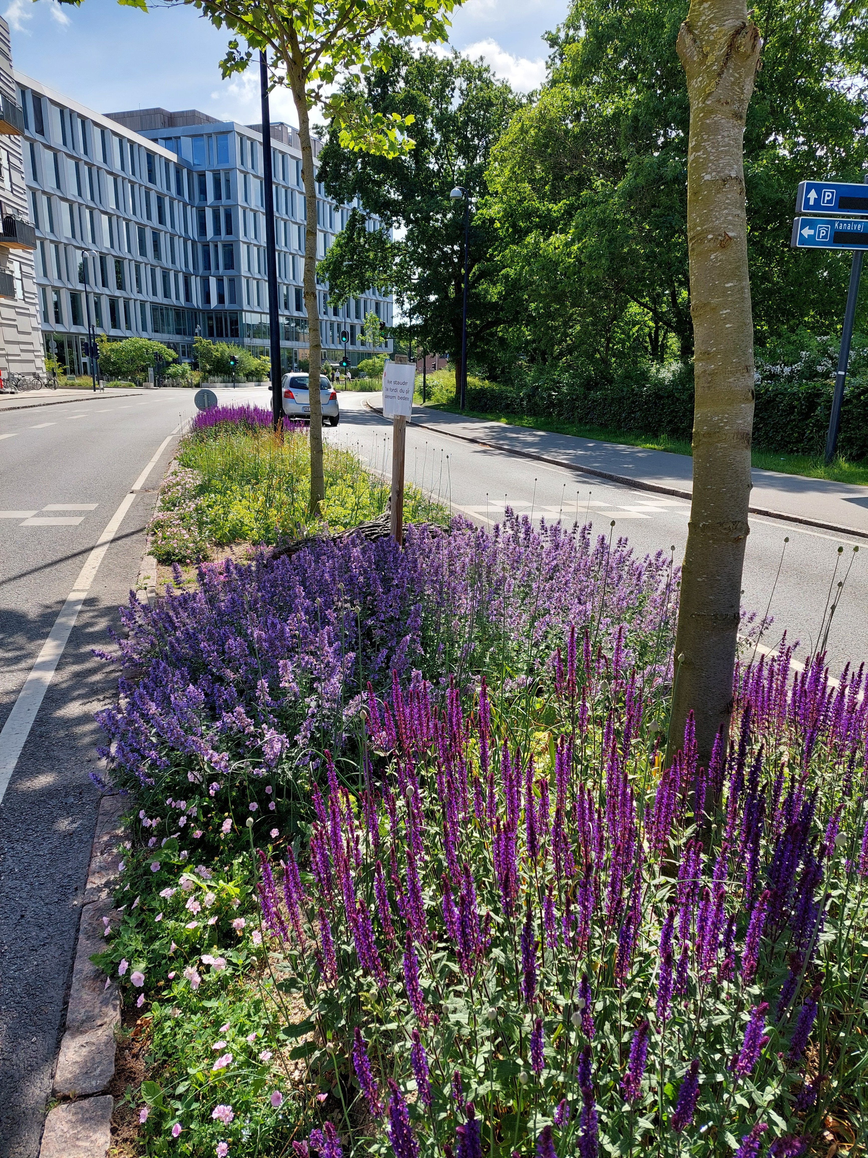 Kanalvej biodiversitet insekter
