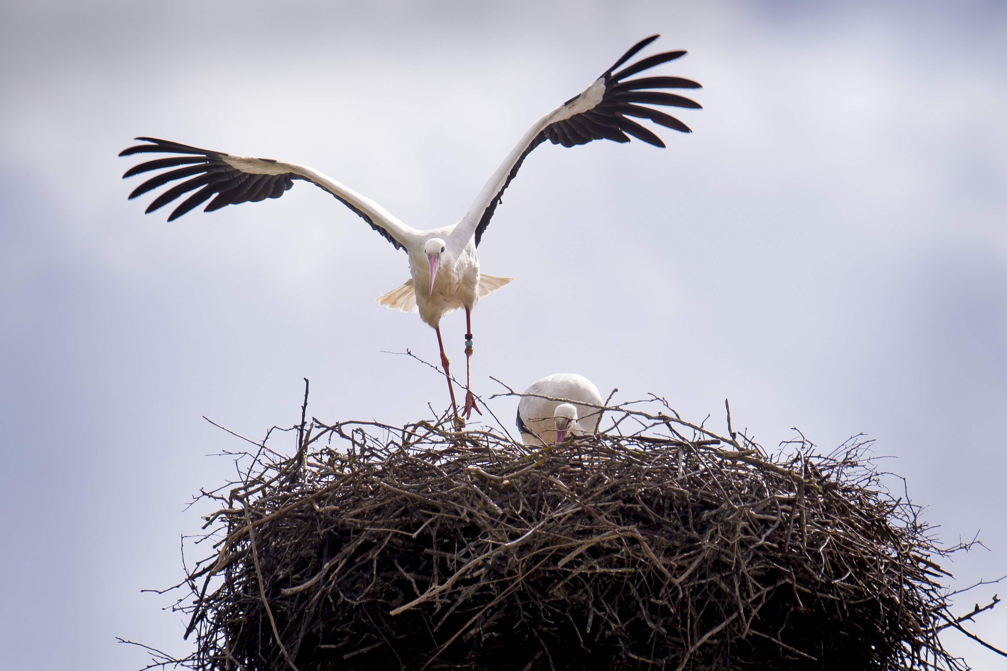 Den hvide stork var tilbage i tiden en almindelig fugl i Danmark. I dag findes der omkring ni storkepar bosat i Danmark ifølge Dansk Ornitologisk Forening. (Arkivfoto).