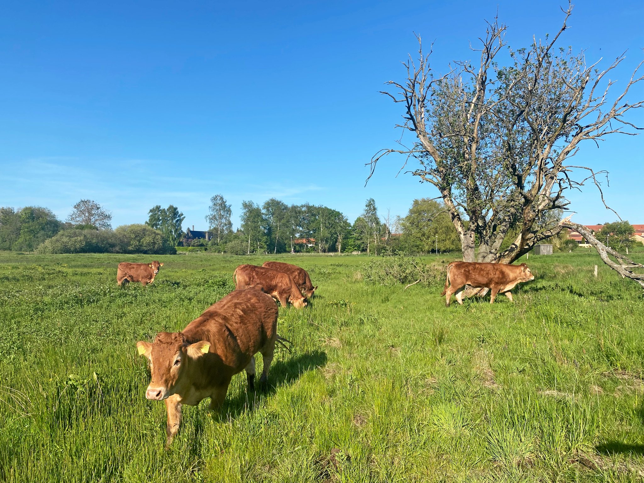 Usserød Ådal er et af de områder, hvor der lægges flest penge i at styrke biodiversiteten.
