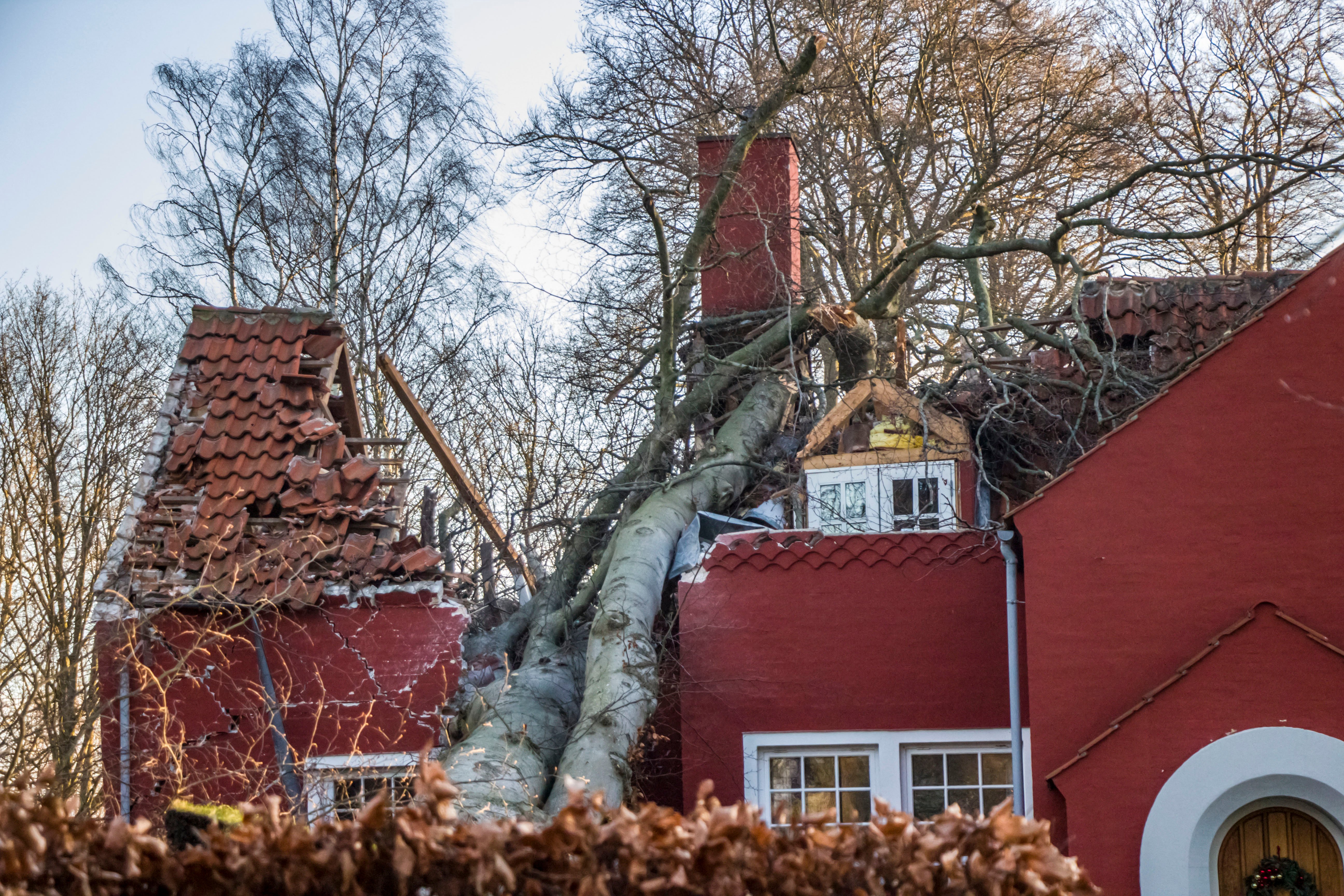 Så vildt gik det for sig på Krathusvej, da stormen Malik for to et halvt år siden væltede et bøgetræ ned i en vllla.