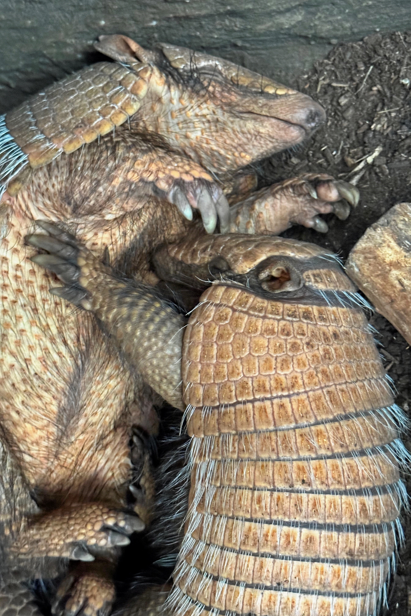Også hos bæltedyrene er der kommet småfolk. - Krokodille Zoo Også hos bæltedyrene er der kommet småfolk.