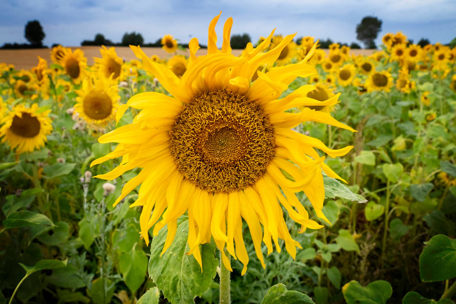 Solsikkerne ved Kåstrup kommer til at se en del til solen i dag.